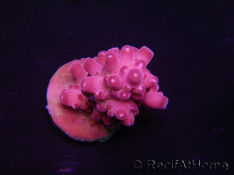 WYSIWYG Acropora rosaria 15I1 Mariculture acclimaté led