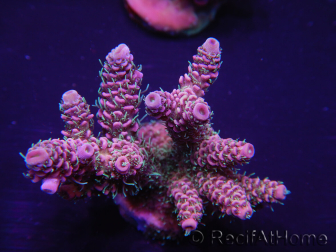 WYSIWYG Acropora millepora 15I9 Maricoltura acclimatata a LED