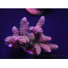 WYSIWYG Acropora millepora 15I9 Maricoltura acclimatata a LED