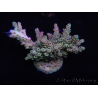 WYSIWYG Acropora 15J1 Mariculture acclimaté led