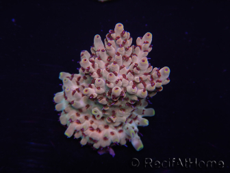 WYSIWYG Acropora 15J3 Mariculture acclimaté led