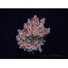 WYSIWYG Acropora 15J3 Mariculture acclimaté led