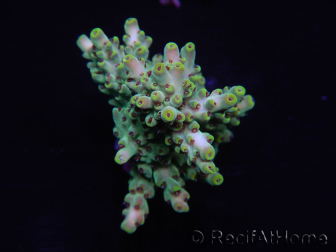 WYSIWYG Acropora 15J4 Mariculture acclimaté led