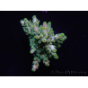 WYSIWYG Acropora 15J4 Mariculture acclimaté led