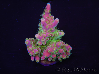 WYSIWYG Acropora 15J7 Fidji acclimaté led