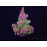 WYSIWYG Acropora 15J7 Fidji acclimaté led