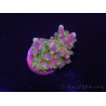 WYSIWYG Acropora 15J8 Fidji acclimaté led