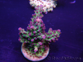 WYSIWYG Acropora 15K1 Australien eingewöhnt LED