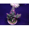 WYSIWYG Acropora 15K1 Australien eingewöhnt LED