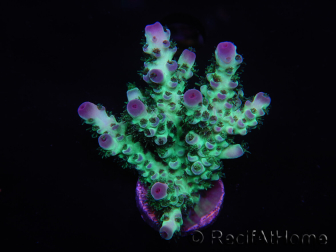 WYSIWYG Acropora 15L7 Fidji acclimaté led