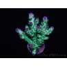 WYSIWYG Acropora 15L7 Fidji acclimaté led