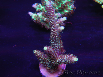 WYSIWYG Acropora 15M4 Australie acclimaté led