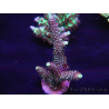 WYSIWYG Acropora 15M4 Australie acclimaté led