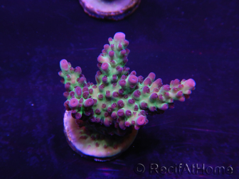 WYSIWYG Acropora 15M5 Australie acclimaté led