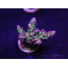 WYSIWYG Acropora 15M5 Australie acclimaté led