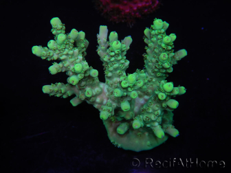 WYSIWYG Acropora aculeus 15M9 Australia acclimatato led