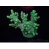 WYSIWYG Acropora aculeus 15M9 Australia acclimatato led