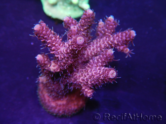 WYSIWYG Acropora millepora 15N1 Mariculture acclimaté led