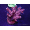 WYSIWYG Acropora millepora 15N1 Mariculture acclimaté led