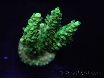 WYSIWYG Acropora aculeus 15N5 Australie acclimaté led