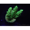 WYSIWYG Acropora aculeus 15N5 Australie acclimaté led