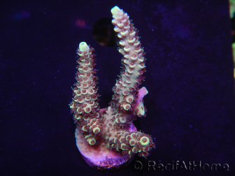 WYSIWYG Acropora 15N8 Australia acclimated LED