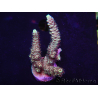 WYSIWYG Acropora 15N8 Australia acclimatata a led