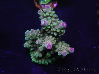 WYSIWYG Acropora 15O5 Maricultivo Aclimatado LED