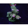 WYSIWYG Acropora 15O5 Maricoltura Acclimatato led