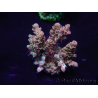 WYSIWYG Acropora 15P2 Mariculture acclimaté led