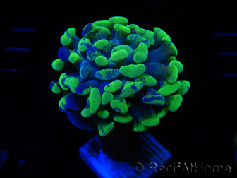 WYSIWYG Euphyllia paraancora (Maricoltura acclimatata sotto LED) 4A1