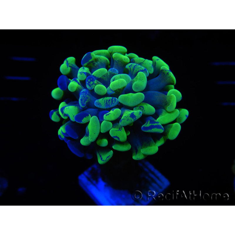 WYSIWYG Euphyllia paraancora (Maricoltura acclimatata sotto LED) 4A1