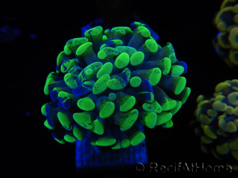 WYSIWYG Euphyllia paraancora Bi-color 2 teste (Maricultura acclimata sotto LED) 4A2