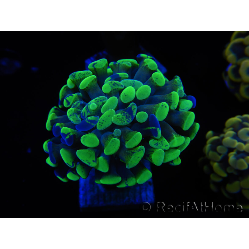 WYSIWYG Euphyllia paraancora Bi-color 2 heads (Mariculture acclimaté sous LED) 4A2