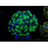 WYSIWYG Euphyllia paraancora Bi-color 2 heads (Mariculture acclimaté sous LED) 4A2