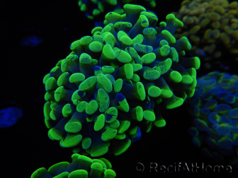 WYSIWYG Euphyllia paraancora Sungold (Maricultured acclimated under LED) 4A3