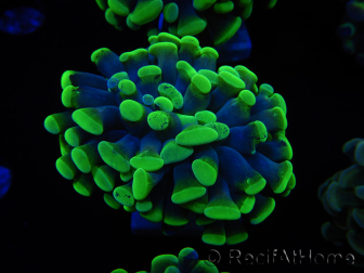 WYSIWYG Euphyllia paraancora Hologram (Mariculture acclimaté sous LED) 4A4