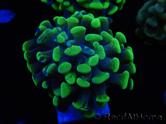 WYSIWYG Euphyllia paraancora 2 teste (Maricoltura acclimatata sotto LED) 4A5