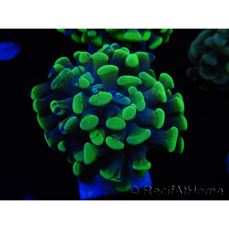 WYSIWYG Euphyllia paraancora 2 teste (Maricoltura acclimatata sotto LED) 4A5