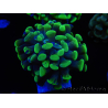 WYSIWYG Euphyllia paraancora 2 teste (Maricoltura acclimatata sotto LED) 4A5