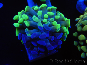 WYSIWYG Euphyllia paraancora Hologramma (Maricoltura acclimatata sotto LED) 4A6