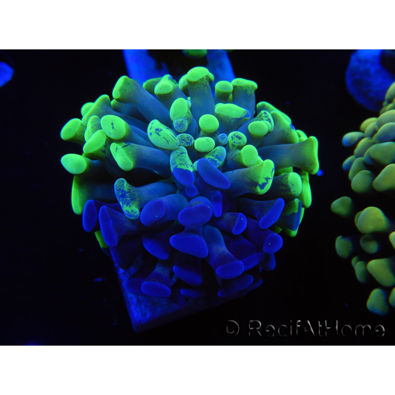 WYSIWYG Euphyllia paraancora Hologramma (Maricoltura acclimatata sotto LED) 4A6