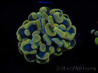 WYSIWYG Euphyllia paraancora Sungold (Maricoltura acclimatata sotto LED) 4B1