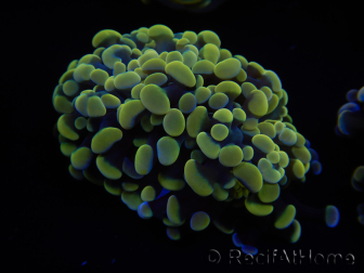 Euphyllia paraancora injertada WYSIWYG (Maricultura aclimatada bajo LED) 4B2