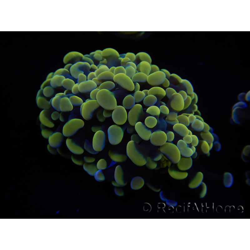 WYSIWYG Euphyllia paraancora Bi-color 2 heads (Mariculture acclimated under LED) 4B2