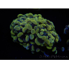 WYSIWYG Euphyllia paraancora Bi-color 2 heads (Mariculture acclimaté sous LED) 4B2