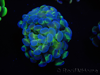 WYSIWYG Euphyllia paraancora (Maricoltura acclimatata sotto LED) 4B3