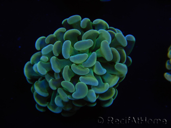 WYSIWYG Euphyllia paraancora 2 Teste (Maricoltura acclimatata sotto LED) 4B4