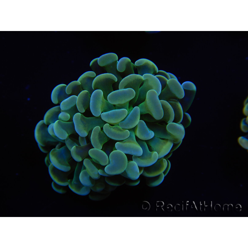 WYSIWYG Euphyllia paraancora 2 Teste (Maricoltura acclimatata sotto LED) 4B4