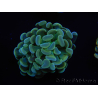 WYSIWYG Euphyllia paraancora 2 Heads (Mariculture acclimaté sous LED) 4B4